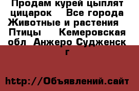 Продам курей цыплят,цицарок. - Все города Животные и растения » Птицы   . Кемеровская обл.,Анжеро-Судженск г.